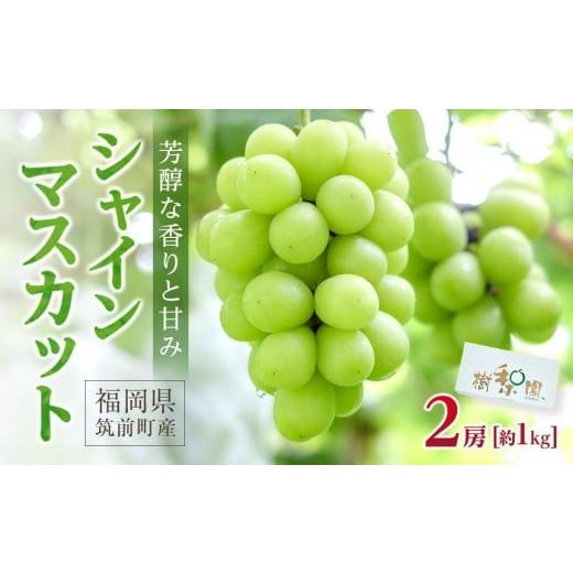 ふるさと納税 ぶどう マスカット 福岡県 筑前町 シャインマスカット 約1kg(2房) 数量限定 シャインマスカット ぶどう ブドウ 葡萄 フルーツ 果物 くだもの さ…