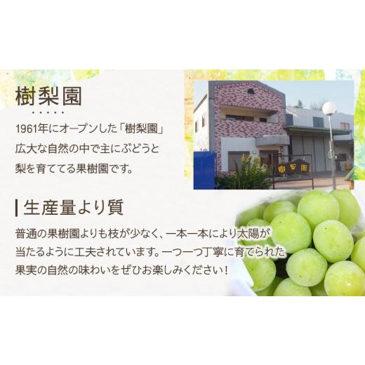 【予約販売品】 ふるさと納税 福岡県 筑前町 シャインマスカット1kg（2房）2024年先行予約【シャインマスカット ぶどう ブドウ 葡萄 フルーツ 果物 果実 大粒 高級 贈答 ギフ…