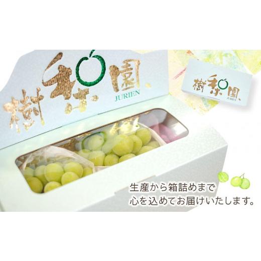 【予約販売品】 ふるさと納税 福岡県 筑前町 シャインマスカット1kg（2房）2024年先行予約【シャインマスカット ぶどう ブドウ 葡萄 フルーツ 果物 果実 大粒 高級 贈答 ギフ…