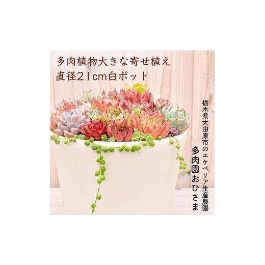 ふるさと納税 花・苗木 栃木県 大田原市 多肉植物 大きな寄せ植え直径21cm白ポット_1