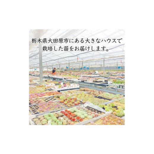 ふるさと納税 花・苗木 栃木県 大田原市 多肉植物 大きな寄せ植え直径21cm白ポット_3