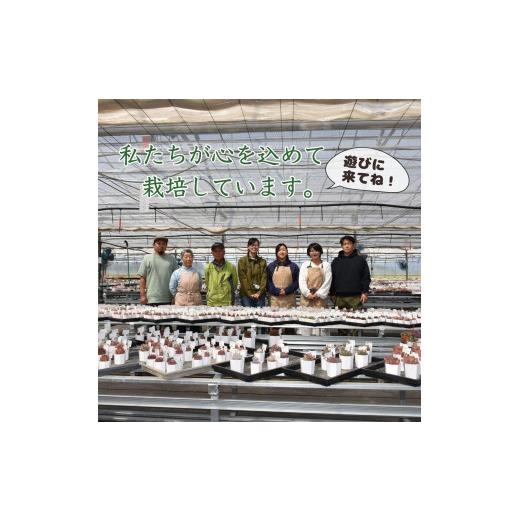 ふるさと納税 花・苗木 栃木県 大田原市 多肉植物 大きな寄せ植え直径21cm白ポット_4