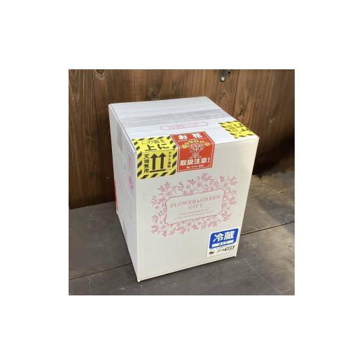 ふるさと納税 花・苗木 栃木県 大田原市 多肉植物 大きな寄せ植え直径21cm白ポット_5