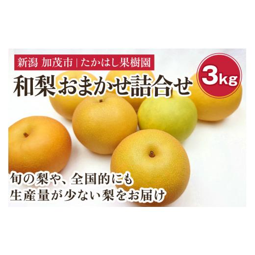 ふるさと納税 梨 新潟県 加茂市 2026年先行予約 たかはし果樹園 謹製 新潟県産和梨 内容おまかせ詰め合わせ 約3kg[8月下旬〜順次配送]果物 フルーツギフト …