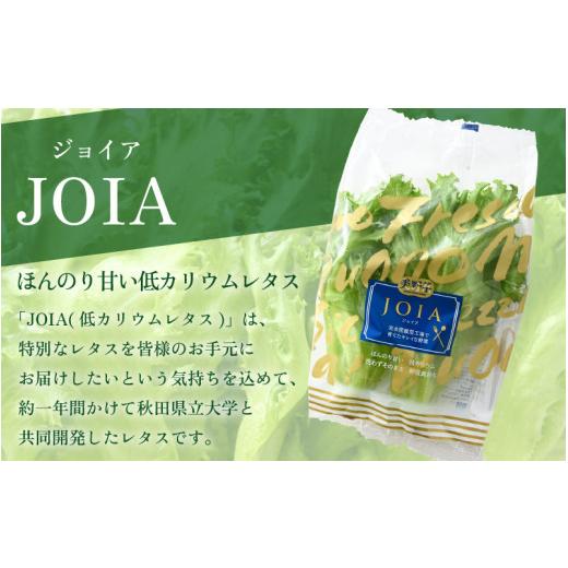 ふるさと納税 セット・詰合せ 福井県 美浜町 定期便 7ヶ月連続お届け 低カリウムレタス\u0026フリルレタス　計6個セット 全7回 福井県美浜町産 野菜 生野菜 レ…_2