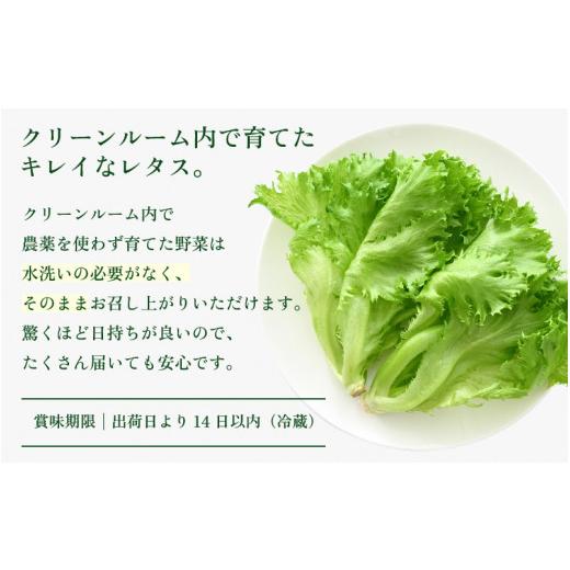 ふるさと納税 セット・詰合せ 福井県 美浜町 定期便 7ヶ月連続お届け 低カリウムレタス\u0026フリルレタス　計6個セット 全7回 福井県美浜町産 野菜 生野菜 レ…_4