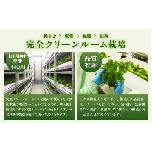 ふるさと納税 セット・詰合せ 福井県 美浜町 定期便 7ヶ月連続お届け 低カリウムレタス\u0026フリルレタス　計6個セット 全7回 福井県美浜町産 野菜 生野菜 レ…_7