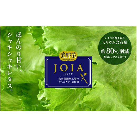 ふるさと納税 セット・詰合せ 福井県 美浜町 定期便 7ヶ月連続お届け 低カリウムレタス\u0026フリルレタス　計6個セット 全7回 福井県美浜町産 野菜 生野菜 レ…_8