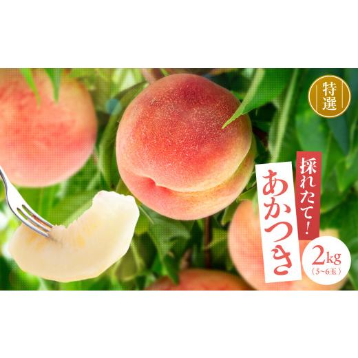 ふるさと納税 もも 長野県 飯田市  収穫当日出荷 長野県 飯田産 特選 完熟 桃 あかつき 約2kg <2026年7月中旬〜8月下旬発送>| 果物 くだもの フルーツ …の画像