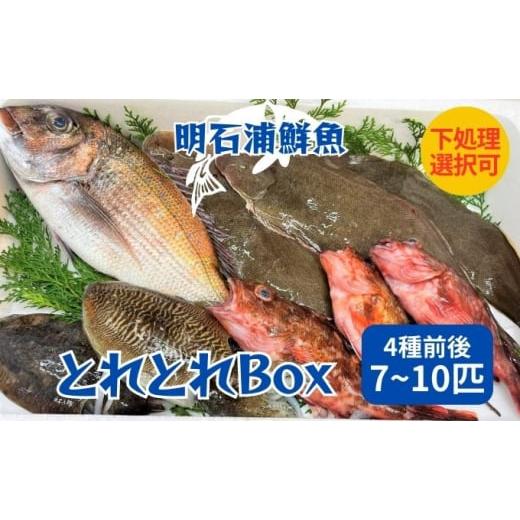 ふるさと納税 旬の鮮魚等 兵庫県 明石市 とれとれBox(4種前後 7〜10匹)下処理なし 鮮魚 旬 詰合せ 簡単料理 下処理なし