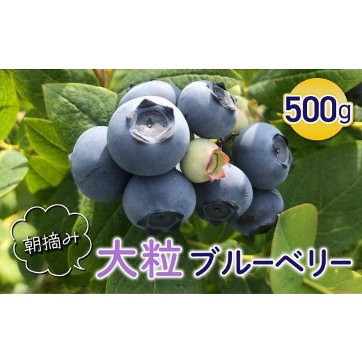 ふるさと納税 果物類 長野県 東御市 朝摘み大粒ブルーベリー500g 2026年7月上旬から発送予定 ひだまり農園ブルーベリーの丘