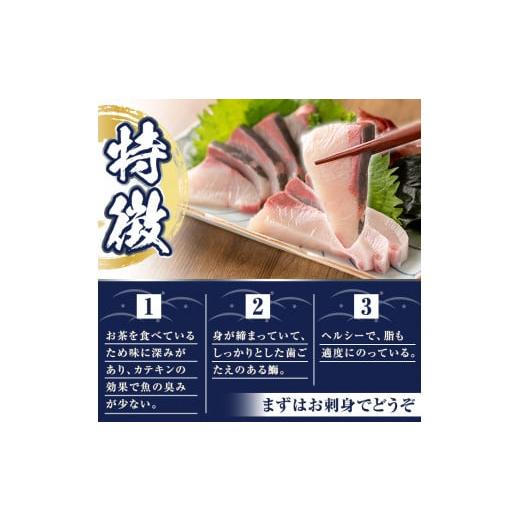 ふるさと納税 鹿児島県 長島町 茶ぶり ラウンド（約4kg・内臓処理済） ぶり 柵 刺身 ブリ 切り身 鰤 1本 鮮魚 下処理済み 鮮魚 1匹 刺身 ぶりしゃぶ ぶりかま …｜furusatochoice｜05