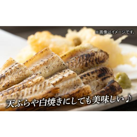 ふるさと納税 魚貝類 穴子 長崎県 対馬市 全6回定期便 対馬 穴子 開き 800g《対馬市》 海風商事 アナゴ 国産 九州 長崎 WAD045 冷凍 新鮮 あなご 天ぷら もう…_4