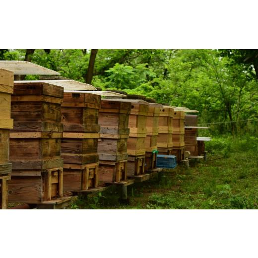 ふるさと納税 加工品等 はちみつ 新潟県 柏崎市  令和7年産・数量限定 国産 非加熱 純粋はちみつ 600g×2種類（アカシア蜜・黒花槐蜜）食べ比べセット 柏崎産 …の画像