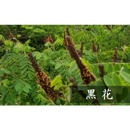 ふるさと納税 加工品等 はちみつ 新潟県 柏崎市  令和7年産・数量限定 国産 非加熱 純粋はちみつ 600g×2種類（アカシア蜜・黒花槐蜜）食べ比べセット 柏崎産 …の画像