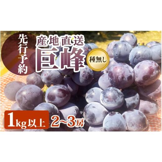ふるさと納税 ぶどう 巨峰 福井県 越前町 先行予約 ぶどう 種なし「 巨峰」 葡萄 1.0kg以上(2〜3房) 2026年8月下旬より順次発送 e36-a008