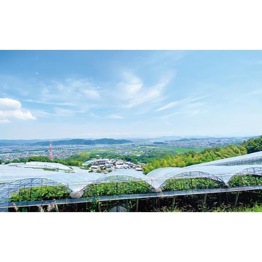 ふるさと納税 ぶどう マスカット 岡山県 瀬戸内市 ぶどう 2026年 先行予約 シャイン マスカット 晴王 2房（合計約1kg） ブドウ 葡萄 岡山県産 国産 フルーツ …の画像