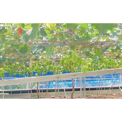ふるさと納税 ぶどう マスカット 岡山県 瀬戸内市 ぶどう 2026年 先行予約 シャイン マスカット 晴王 2房（合計約1kg） ブドウ 葡萄 岡山県産 国産 フルーツ …の画像