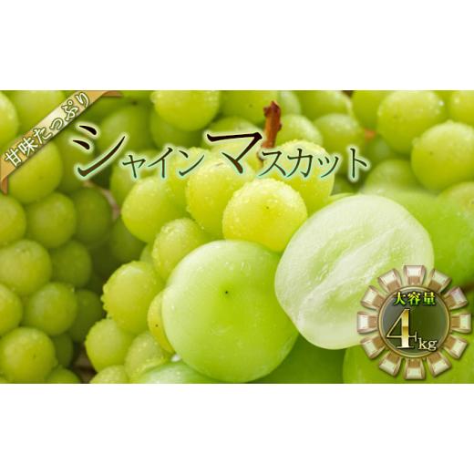 フルーツ ふるさと納税 長野県 坂城町 [No.5729-0460]シャイン