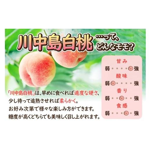 ふるさと納税 もも 秋田県 横手市 《先行受付 8月下旬より順次発送》モモの王様 川中島白桃 約3kg（9〜13玉前後）の画像