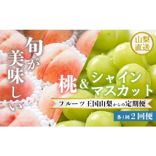ふるさと納税 もも 山梨県 笛吹市 山梨の美味しいフルーツ全2回定期便 シャインマスカット・桃 154-100