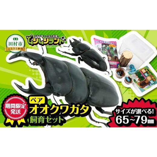 ふるさと納税 生き物 福島県 田村市 2026年発送分先行予約 オオクワガタペア 飼育 セット 65mm〜69mm クワガタ 自由研究 昆虫 成虫 生体 虫 飼育 夏休み 観察…