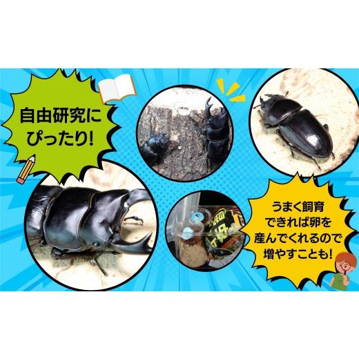ふるさと納税 生き物 福島県 田村市 次回発送 9月中旬〜 オオクワガタ