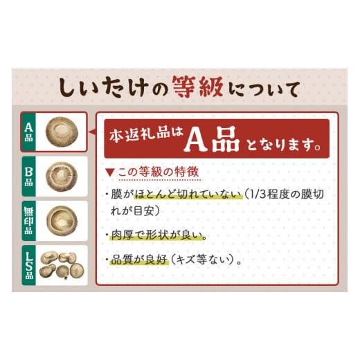ふるさと納税 野菜類 きのこ 秋田県 横手市 しいたけ A品 8M（約100g）×30パック_3