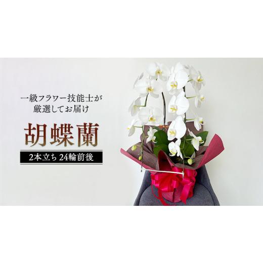 ふるさと納税 茨城県 桜川市 胡蝶蘭 2本立ち 24輪前後 プロが選んでお届け 胡蝶蘭 フラワーギフト お祝い 誕生日 鉢植え 花 贈り物 ギフト 蘭 ラン [CY001sa] 胡蝶蘭