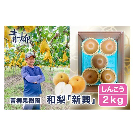 ふるさと納税 梨 新潟県 加茂市  2026年先んずる取って置く ハマグリ生り物園の和梨 新興 2kg (3〜5玉)《11月上旬〜順次さし出し》しんこう フルーツ差し上げ物 加茂市 ハマグリ生り物園