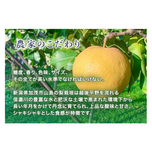 ふるさと納税 梨 新潟県 加茂市  2026年先んずる取って置く ハマグリ生り物園の和梨 新興 2kg (3〜5玉)《11月上旬〜順次さし出し》しんこう フルーツ差し上げ物 加茂市 ハマグリ生り物園