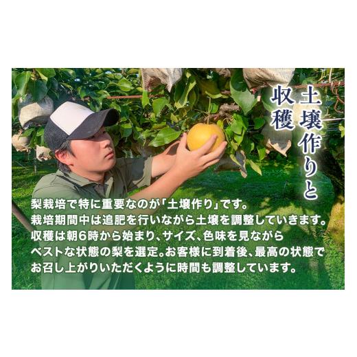 ふるさと納税 梨 新潟県 加茂市  2026年先んずる取って置く ハマグリ生り物園の和梨 新興 2kg (3〜5玉)《11月上旬〜順次さし出し》しんこう フルーツ差し上げ物 加茂市 ハマグリ生り物園
