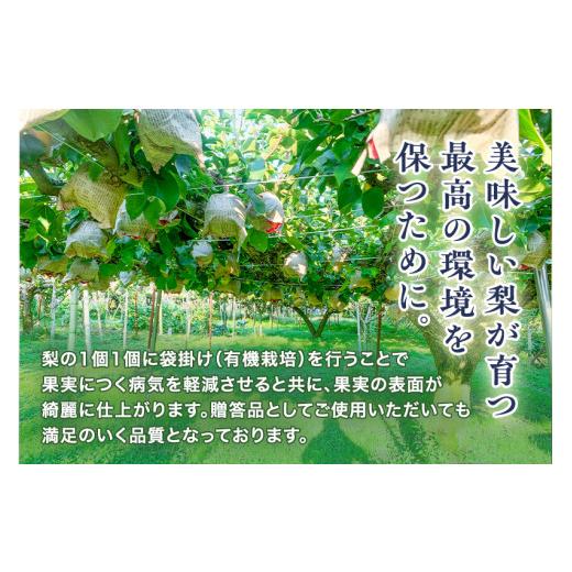ふるさと納税 梨 新潟県 加茂市  2026年先んずる取って置く ハマグリ生り物園の和梨 新興 2kg (3〜5玉)《11月上旬〜順次さし出し》しんこう フルーツ差し上げ物 加茂市 ハマグリ生り物園