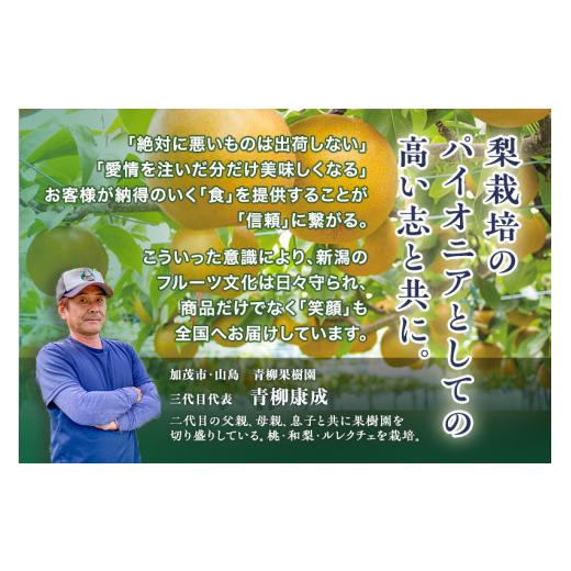 ふるさと納税 梨 新潟県 加茂市  2026年先んずる取って置く ハマグリ生り物園の和梨 新興 2kg (3〜5玉)《11月上旬〜順次さし出し》しんこう フルーツ差し上げ物 加茂市 ハマグリ生り物園
