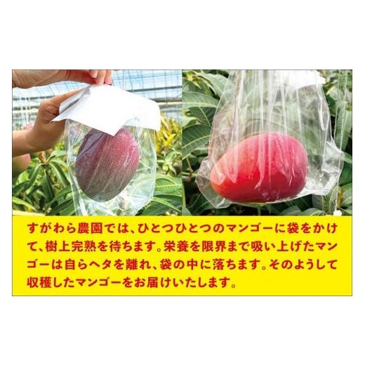 ふるさと納税 マンゴー 沖縄県 宮古島市 宮古島すがわら栽培所  訳あり 生まれ育つマンゴー２kg（3〜6玉）（FR004）
