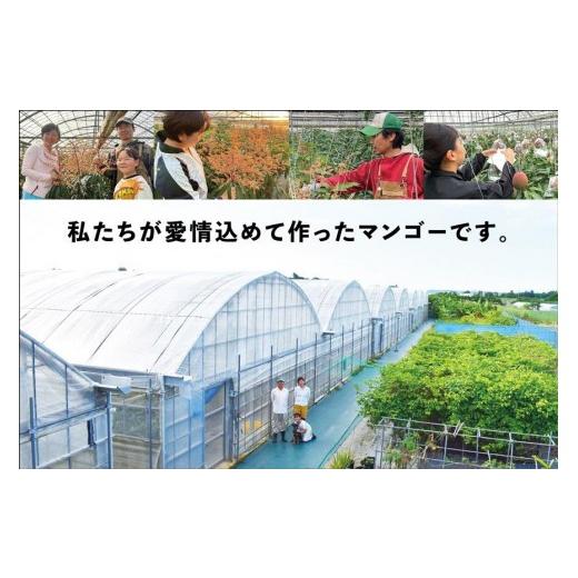 ふるさと納税 マンゴー 沖縄県 宮古島市 宮古島すがわら栽培所  訳あり 生まれ育つマンゴー２kg（3〜6玉）（FR004）