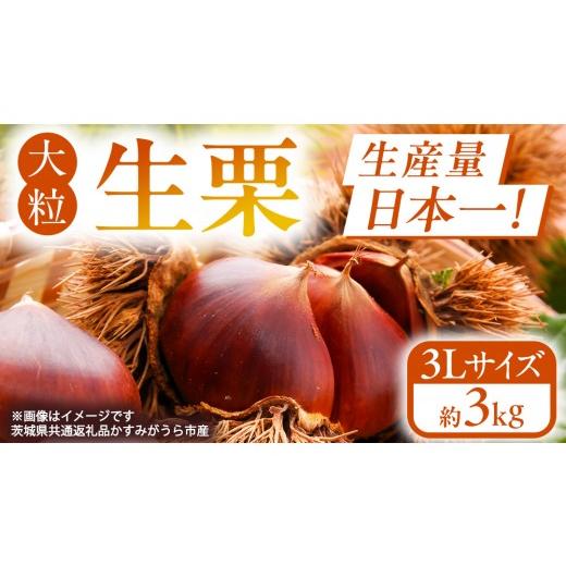 ふるさと納税 果物類 栗 茨城県 桜川市 無燻蒸 生栗 3L サイズ 約 3kg
