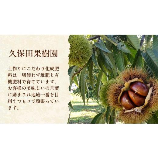 ふるさと納税 果物類 栗 茨城県 桜川市 無燻蒸 生栗 3L サイズ 約 3kg