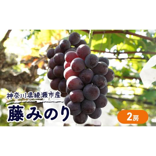 ふるさと納税 果物類 ぶどう 神奈川県 綾瀬市 大玉 ぶどう 藤みのり 2房 セット 詰め合わせ 高級品種 ブドウ 葡萄 果物 くだもの フルーツ 藤稔り 旬の果物 旬…