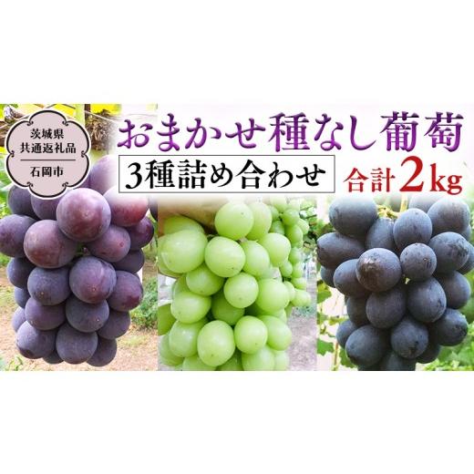 ふるさと納税 ぶどう 茨城県 桜川市 おまかせ 種なし葡萄 3種 詰め合わせ 約2kg (茨城県共通返礼品 石岡市) 2026年9月中旬発送開始 開田ぶどう園 産地直送 フ…