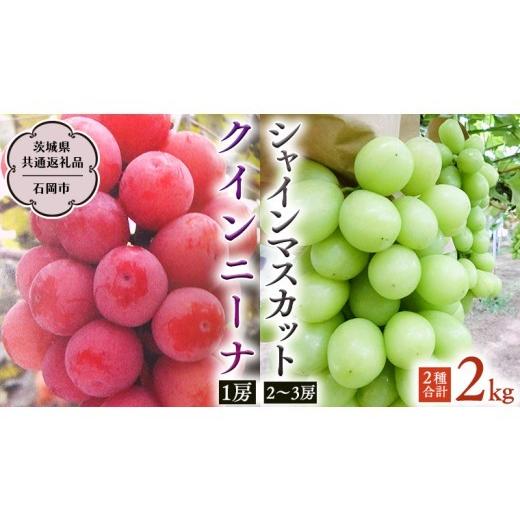 ふるさと納税 ぶどう マスカット 茨城県 桜川市 クインニーナ & シャインマスカット 詰め合わせ 約2kg (茨城県共通返礼品 石岡市) 2026年9月上旬発送開始 開…