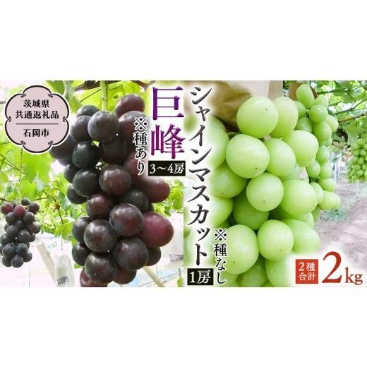 ふるさと納税 ぶどう マスカット 茨城県 桜川市 シャインマスカット&巨峰セット 合計 約2kg (茨城県共通返礼品 石岡市) 2026年9月上旬発送開始 開田ぶどう…