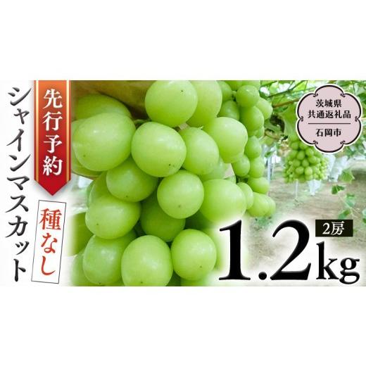 ふるさと納税 ぶどう マスカット 茨城県 桜川市 シャインマスカット 約1.2kg (茨城県共通返礼品 石岡市) 2026年9月上旬発送開始 開田ぶどう園 産地直送 フル…