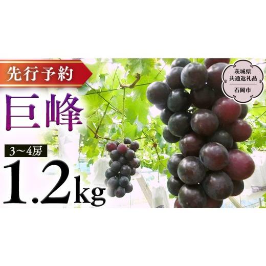 ふるさと納税 ぶどう 巨峰 茨城県 桜川市 巨峰 約1.2kg (茨城県共通返礼品 石岡市)2026年8月下旬発送開始 開田ぶどう園 産地直送 フルーツ 甘い 直送 茨城 限…