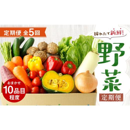 ふるさと納税 セット・詰合せ 熊本県 菊池市 定期便5回 野菜 定期便 10品程度 熊本県 菊池市産 やさい メロンドーム