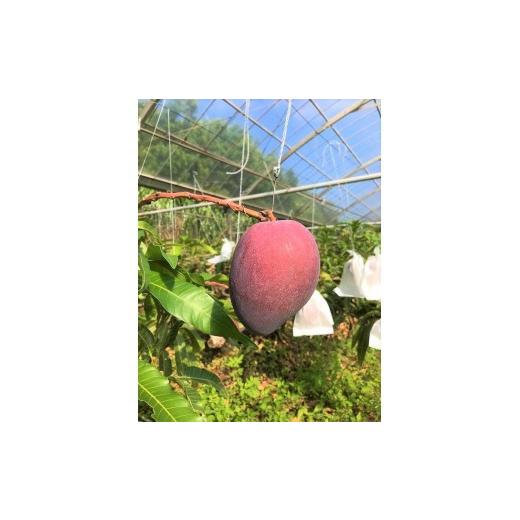 ふるさと納税 マンゴー 沖縄県 宮古島市  2026年夏発送 贈答用 インカジ・トゥ・パリ マンゴー 完熟マンゴー 約２kg（5玉〜6玉) 潮風の里 (HA001)_3