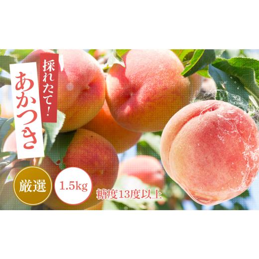 ふるさと納税 もも 長野県 飯田市 2026年先行予約 桃 あかつき 糖度13度以上 約1.5kg | 果物 くだもの フルーツ 桃 あかつき モモ もも 長野県 信州 南信州 …