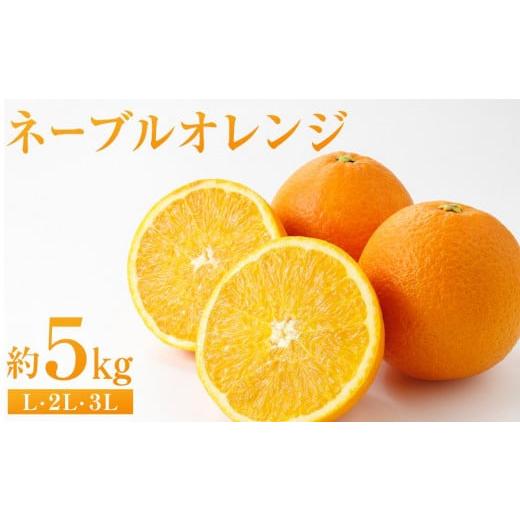 ふるさと納税 みかん・柑橘類 広島県 尾道市 ネーブルオレンジ 約5kg(L・2L・3L) 2026年2月から発送開始 柑橘 フルーツ 果物 くだもの 食品 人気 おすすめ …