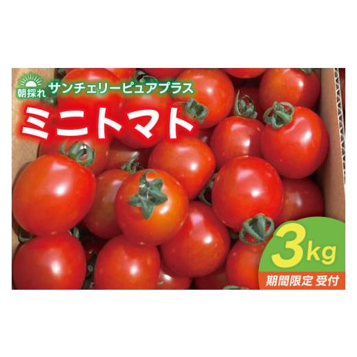 ふるさと納税 トマト ミニトマト 茨城県 鹿嶋市 先行予約 ミニトマト 3kg 朝採れ サンチェリーピュアプラス 2026年8月中旬より発送予定 野菜 フレッシュ 新鮮…