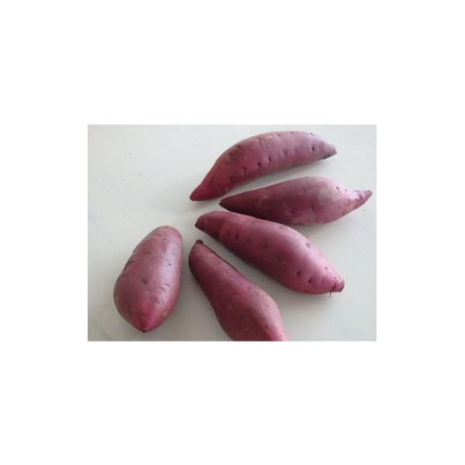 ふるさと納税 野菜類 サツマイモ 石川県 内灘町 ねっとりとした食感と濃厚な甘さ さつまいも ポッテリーナ(5kg) 1598273の画像